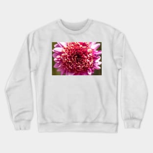 Close-up of pink powder puff dahlia Crewneck Sweatshirt